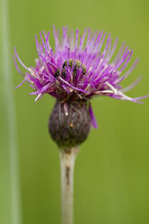 Centaurea scabiosa subsp. alpestris - ZCF00523