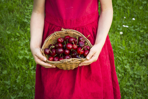 Little girl wearing red summer dress holding basket of cherries, partial view stock photo