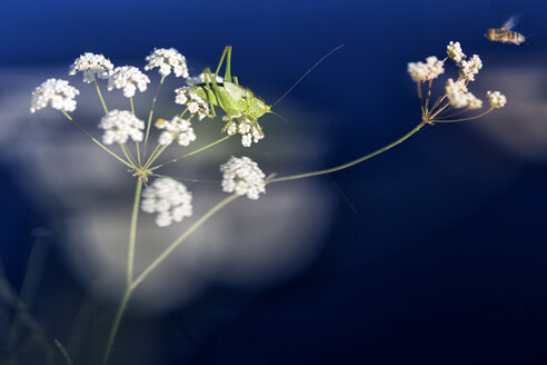 Grashüpfer Isophya pyrenea und Biene auf Blüte - DSGF01674