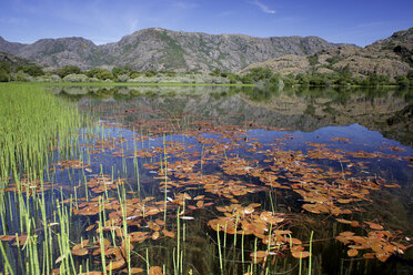 Spain, Castilla Leon, Zamora Province, Lago de Sanabria Nature Reserve - DSGF01680