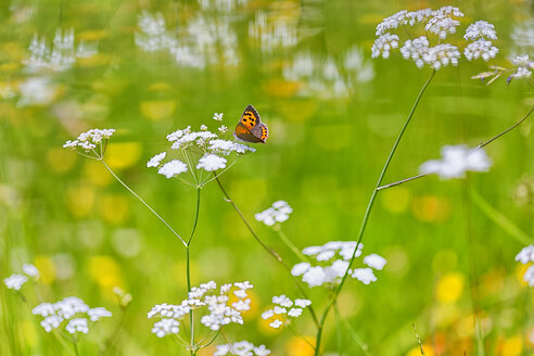 Weibliches Rußkupfer auf Blüte - DSGF01683