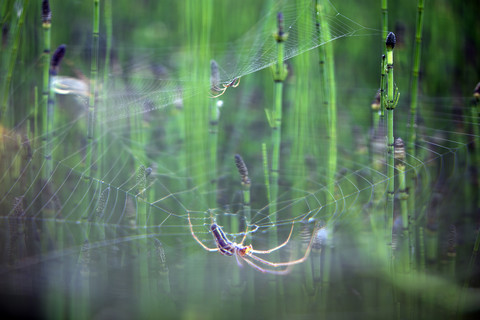 European garden spider stock photo