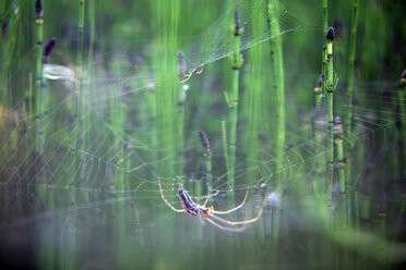 Europäische Gartenkreuzspinne - DSGF01685