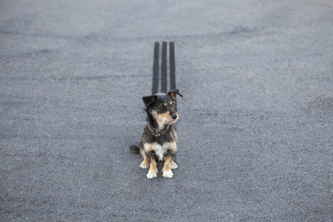 Bremsspur hinter einem auf der Straße sitzenden Hund, lizenzfreies Stockfoto