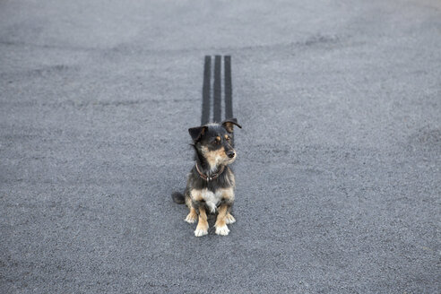 Bremsspur hinter einem auf der Straße sitzenden Hund - PSTF00055
