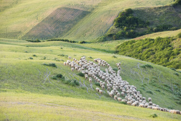Italy, Tuscany, Val d'Orcia, flock of sheep grazing in meadow - LOMF00589