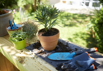 Potted oleander on table in garden - DIKF00244