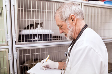 Senior vet filling in documents at cage with cats - HAPF01688