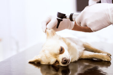 Close-up of vet examining dog in clinic - HAPF01690