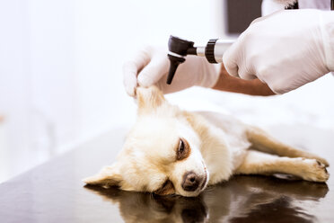 Nahaufnahme eines Tierarztes, der einen Hund in der Klinik untersucht - HAPF01690