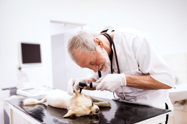 Leitender Tierarzt bei der Untersuchung eines Hundes in der Klinik - HAPF01691