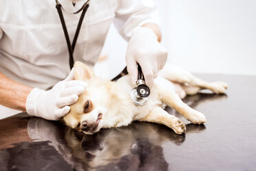 Nahaufnahme eines Tierarztes, der einen Hund in der Klinik untersucht - HAPF01692
