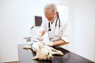 Ein älterer Tierarzt gibt einem Hund in der Klinik eine Spritze - HAPF01693