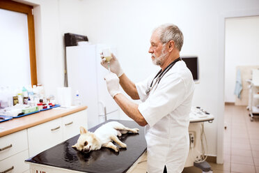 Älterer Tierarzt bei der Vorbereitung einer Injektion für einen Hund in der Klinik - HAPF01694