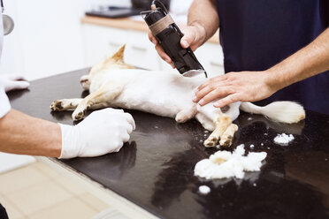 Hund in der Tierklinik wird vor der Operation rasiert - HAPF01696