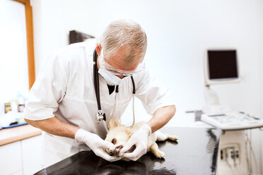 Leitender Tierarzt bei der Untersuchung eines Hundes in der Klinik - HAPF01697