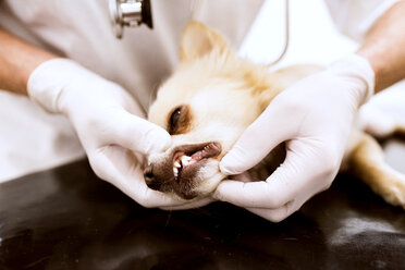 Nahaufnahme eines Tierarztes, der einen Hund in der Klinik untersucht - HAPF01698
