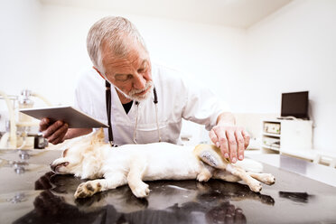 Älterer Tierarzt mit Tablet bei der Untersuchung eines verletzten Hundes in der Klinik - HAPF01700