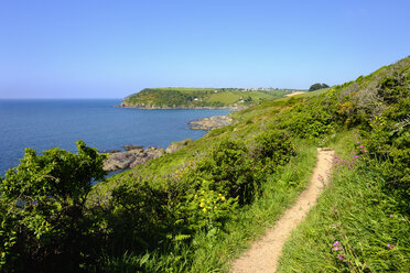 UK, England, Cornwall, Küstenweg bei Polperro - SIEF07445