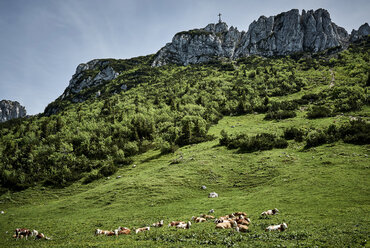 Germany, Chiemgau, view to Kampenwand and Alpine meadow with herd of cows - DIKF00248