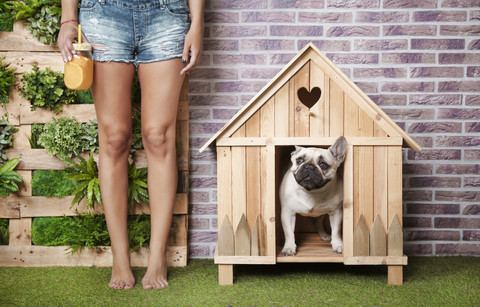 Woman standing next to french bulldog inside wooden dog house stock photo