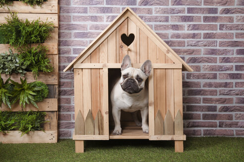 Französische Bulldogge in einer hölzernen Hundehütte - RTBF00929