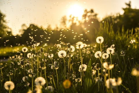 Germany, Bavaria, Summer meadow in evening light stock photo