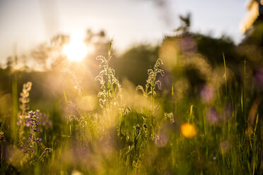 Deutschland, Bayern, Sommerwiese im Abendlicht - SARF03342