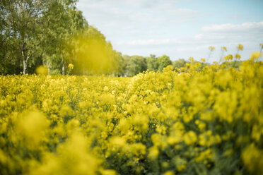 Rape field - MOEF00001