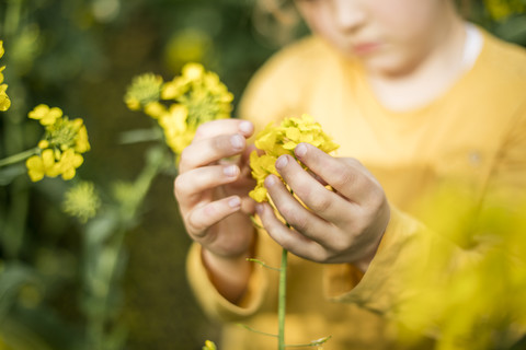 Nahaufnahme eines Mädchens, das eine Pflanze im Rapsfeld untersucht, lizenzfreies Stockfoto