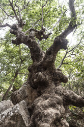 Greece, Crete, Kato Zakros, Gorge of the Dead, gnarled tree - CHPF00409