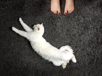 Weiße Katze auf schwarzem Teppich und Füßen - PUF00650