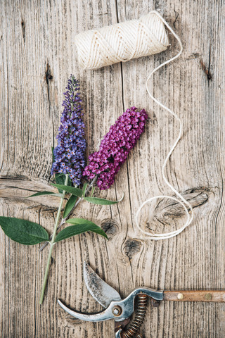 Buddleja-Blüten mit Schere auf bewaldetem Hintergrund, lizenzfreies Stockfoto