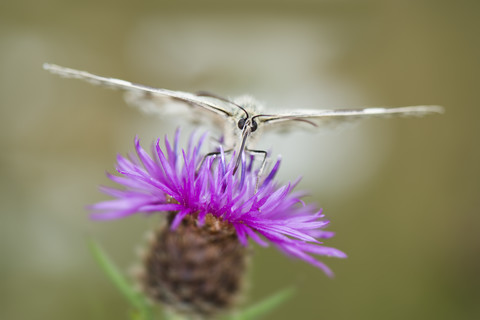 Weiß marmoriert auf Blume, lizenzfreies Stockfoto