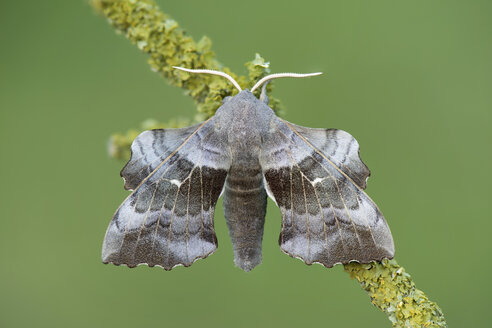 Poplar Hawk-moth on twig - MJOF01381