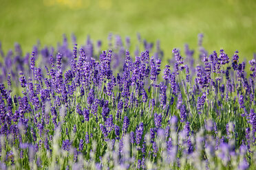 Germany, Flowering laveneder field - JTF00829