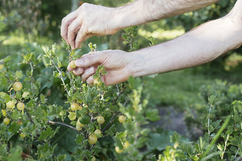 Gärtnerin erntet reife Stachelbeeren - HAWF00958