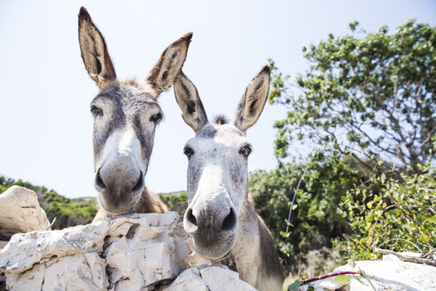 Portrait of two donkeys - MAEF12354
