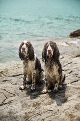 Porträt von zwei nassen English Springer Spaniels - MAEF12356