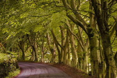 UK, England, tree-lined country road - FCF01206