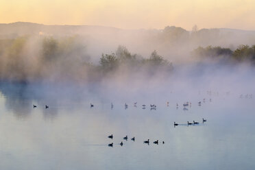 Germany, Franconian Lake District, grey gooses on Altmuehlsee at morning mist - SIEF07455