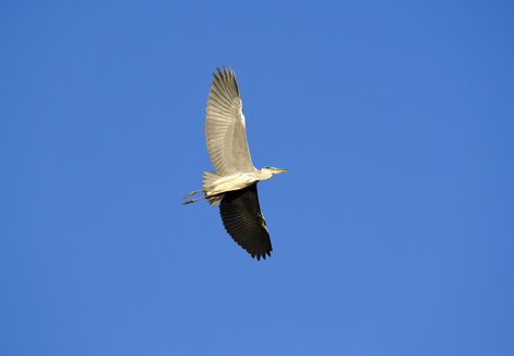 Fliegender Graureiher gegen blauen Himmel - SIEF07457