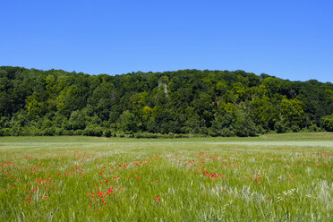 Deutschland, Dollstein, Naturpark Altmühltal, Mohnblumen in einem Weizenfeld - SIEF07458