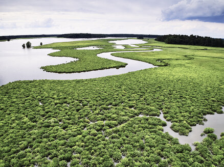 USA, Virginia, Sümpfe des Chickahominy River - BCDF00298