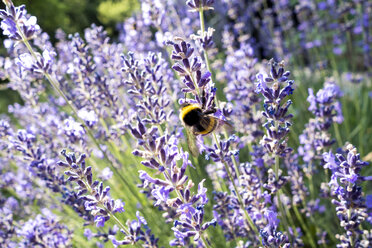 Bumblebee at lavender blossom - NDF00661