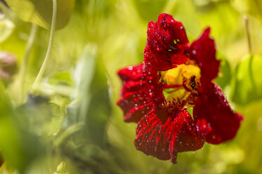 Blooming nasturtium - FRF00531