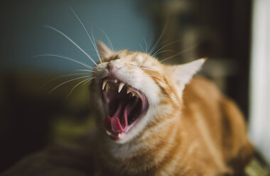 Yawning cat - RAEF01899