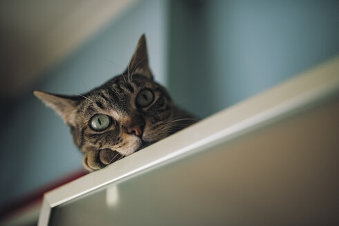 Porträt einer getigerten Katze, die sich zu Hause entspannt - RAEF01900