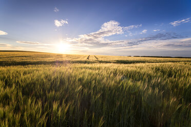 UK, Scotland, field of wheat at sunset - SMAF00767