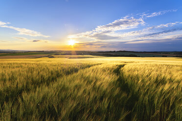 UK, Scotland, East Lothian, field of wheat at sunset - SMAF00768